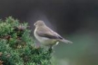 Icterine Warbler by Mick Dryden