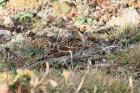 Lapland Bunting by Mick Dryden