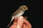 Little Bunting by Mick Dryden