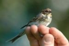 Little Bunting by Romano da Costa