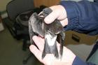 Leach's Storm-petrel by Mick Dryden