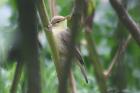 Melodious Warbler by Mick Dryden