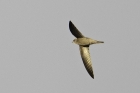 Pallid Swift by Romano da Costa