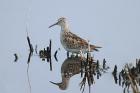 Pectoral Sandpiper by Mick Dryden