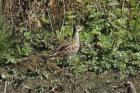 Pectoral Sandpiper by Mick Dryden