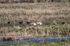 Pink Footed Geese by Mick Dryden Pink Footed Geese by Mick Dryden