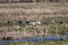 Pink Footed Geese by Mick Dryden