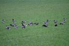 Red-breasted Geese by Mick Dryden Red-breasted Geese by Mick Dryden