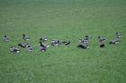 Red-breasted Geese by Mick Dryden