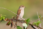 Red-backed Shrike by Duncan Wilson