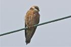 Red-footed Falcon by Vikki Robertson
