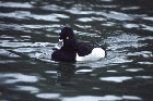 Ring necked Duck by Mick Dryden
