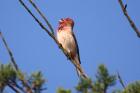 Common Rosefinch by Mick Dryden
