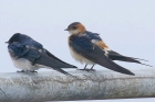 Red rumped Swallow by Mick Dryden