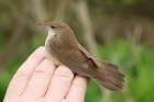 Savi's Warbler by Mick Dryden