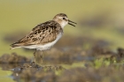 Semi palmated Sandpiper by Romano da Costa