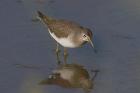 Solitary Sandpiper by Ian Traynor