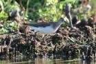 Solitary Sandpiper by Romano da Costa Solitary Sandpiper by Romano da Costa