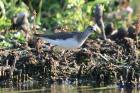 Solitary Sandpiper by Romano da Costa