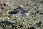 Solitary Sandpiper by Romano da Costa Solitary Sandpiper by Romano da Costa