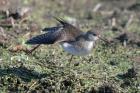 Solitary Sandpiper by Romano da Costa