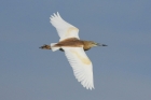 Squacco Heron by Mick Dryden