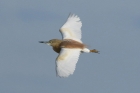 Squacco Heron by Mick Dryden