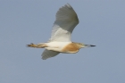 Squacco Heron by Mick Dryden
