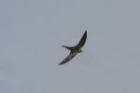 Swift sp by Mick Dryden Swift sp by Mick Dryden