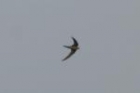 Swift sp by Mick Dryden Swift sp by Mick Dryden
