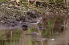 Temminck's Stint by Duncan Wilson