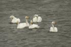 Whooper Swans by Mick Dryden