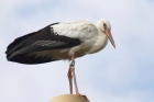 White Stork by Dave Minchington