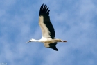 White Stork by Michael Rothon