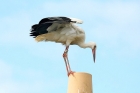 White Stork by Tony Paintin White Stork by Tony Paintin