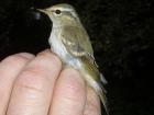 Yellow Browed Warbler by Tony Paintin Yellow Browed Warbler by Tony Paintin