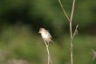 Zitting Cisticola by Mick Dryden