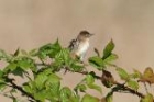 Zitting Cisticola by Mick Dryden