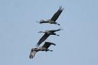 Sandhill Cranes by Mick Dryden