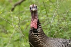 Wild Turkey by Mick Dryden