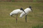 Wood Stork by Mick Dryden Wood Stork by Mick Dryden