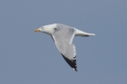 American Herring Gull by Mick Dryden