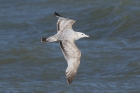 American Herring Gull by Mick Dryden