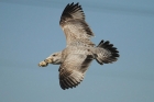 American Herring Gull by Mick Dryden