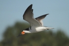 Black Skimmer by Mick Dryden