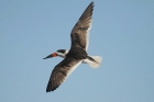 Black Skimmer by Mick Dryden