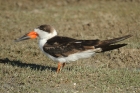 Black Skimmer by Mick Dryden Black Skimmer by Mick Dryden