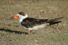 Black Skimmer by Mick Dryden