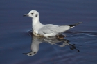 Bonaparte's Gull by Mick Dryden