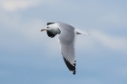 California Gull by Mick Dryden California Gull by Mick Dryden